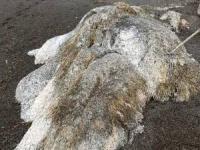 کشف موجود عجیب