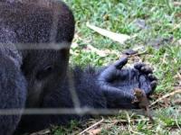 برخورد جالب گوریل