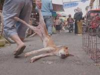 کشتار سگ ها و گربه ها