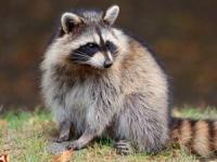 افتادن راکون روی زمین