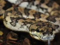 لانه کردن مار در توالت