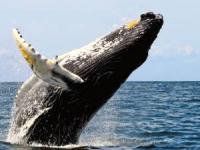 پرش نهنگ به انسان