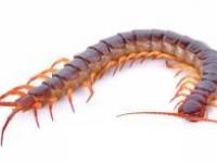 زندگی هزار پا در گوش