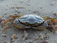 شعبده بازی خطرناک با خرچنگ