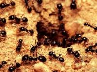 حقایقی درباره مورچه ها