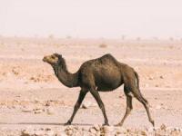 حقایقی در مورد شتر