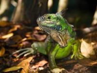 تغییر رنگ حیوانات