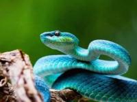 تغییر جنسیت حیوانات