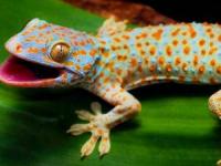 مارمولک گکو