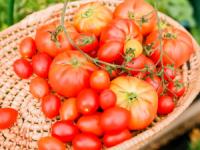 بذر گیری گوجه فرنگی