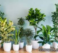 گیاه تصفیه کننده هوا