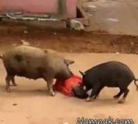 حمله خوک
