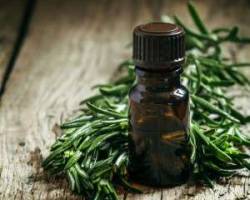 روغن درخت چای برای ریزش مو