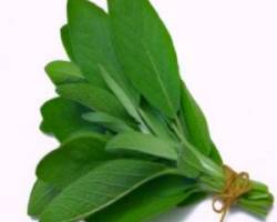 گیاه مرموک