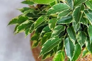 گیاه بنجامین