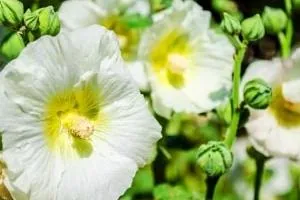 ماسک گل ختمی