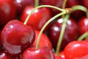 نگهداری گیلاس