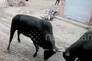 حمله گاوهای وحشی