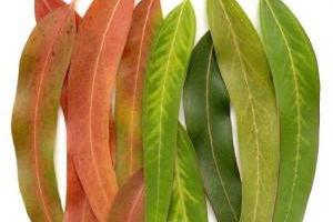 خواص اکالیپتوس