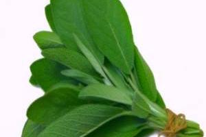 گیاه مرموک