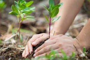 فواید تفاله چای
