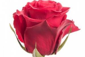 تکثیر گل رز