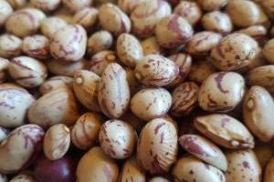 لوبیا چیتی