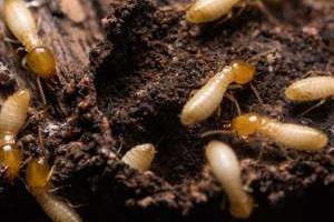 دفع موریانه