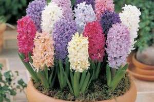 گلهای بهاری