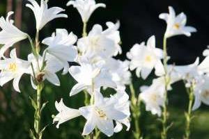 گیاه آپارتمانی سمی