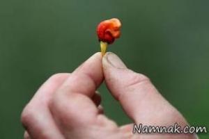 تندترین فلفل