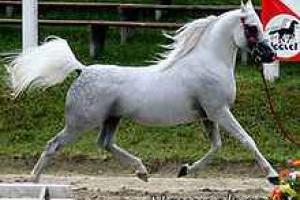 اسب های اصیل عربی