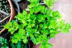 پرورش گیاه دارویی