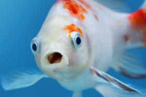 ماهی اب میخورد