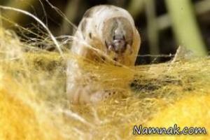 پیله کرم ابریشم