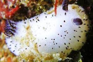 خرگوش دریایی