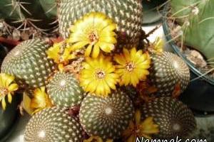 کاکتوس روبوتیا 