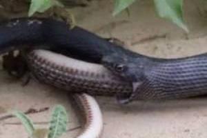 مار مار خور