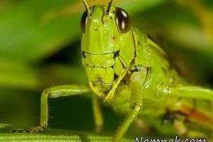 بزرگترین ملخ جهان