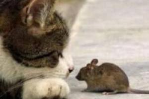 دعوای موش و گربه