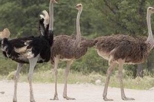 کشتن شترمرغ