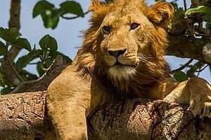 استراحت شیرها