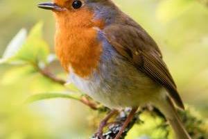 پرنده آواز خوان