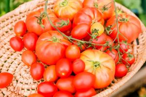 بذر گیری گوجه فرنگی
