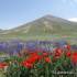 کوه سهند