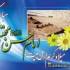 امام حسن