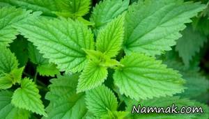 گیاه گزنه ، خواص گیاه گزنه