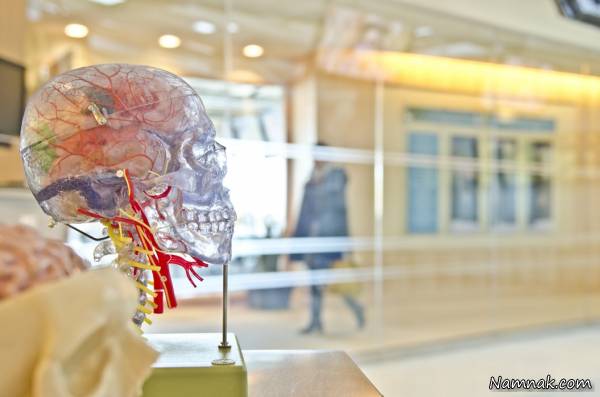 رگ های خونی blood vessels