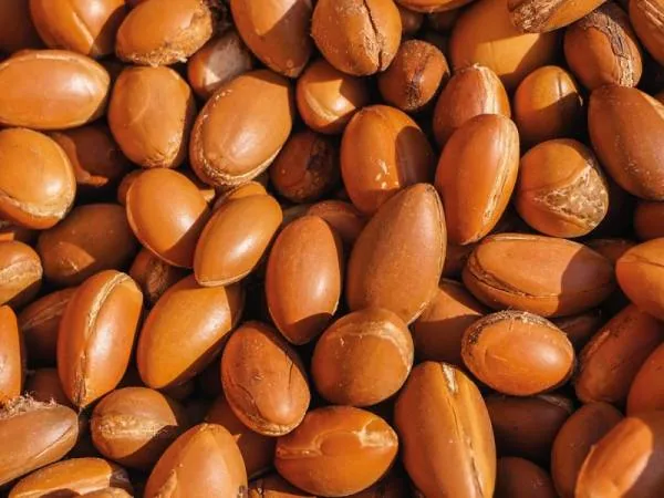 میوه روغن آرگان میوه روغن آرگان