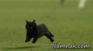 گربه سیاه بارسلونا